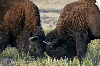 Bison bulls sparring, Custer State Park, South Dakota