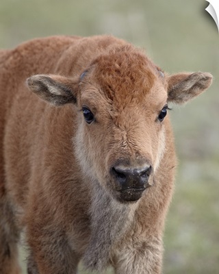 Bison calf, Yellowstone National Park, Wyoming, United States of America