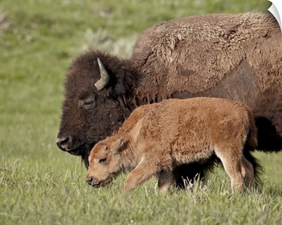 Bison, cow and calf, Yellowstone National Park, Wyoming
