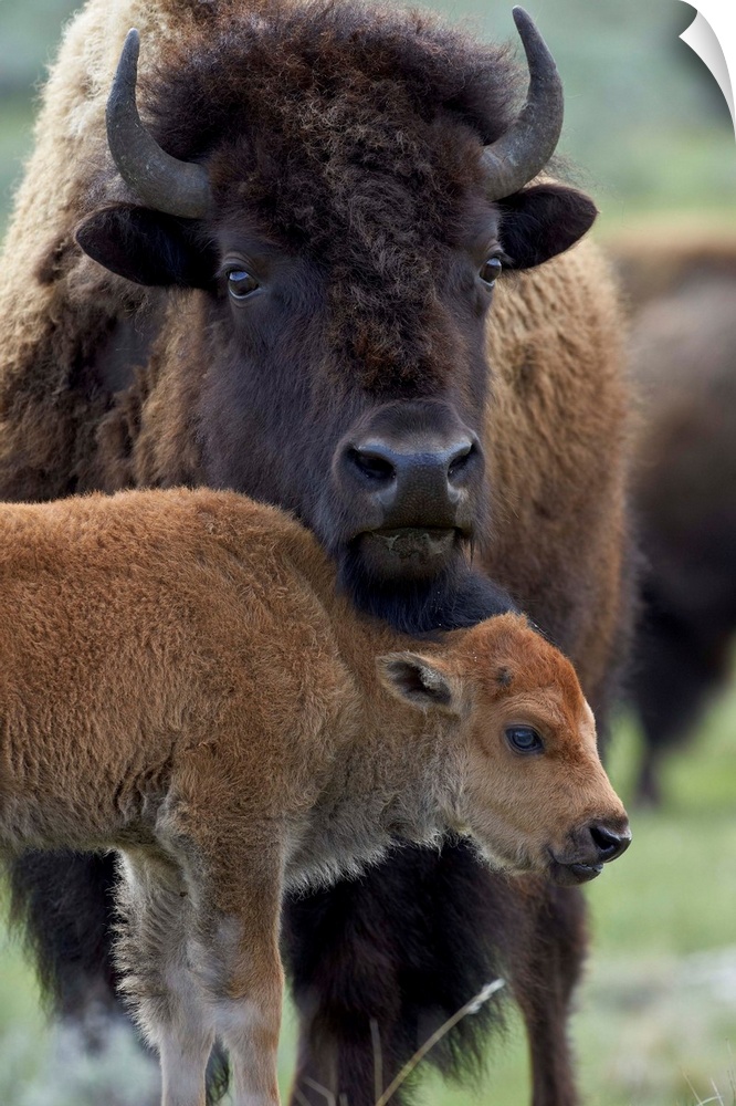 Bison (Bison bison) cow and calf, Yellowstone National Park, Wyoming, United States of America, North America.