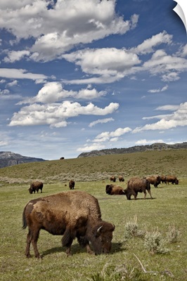 Bison cows grazing, Yellowstone National Park, Wyoming