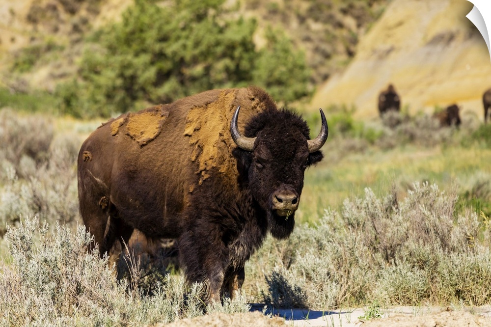 Bison grazing along the Theodore Roosevelt National Park North Unit, North Dakota, United States of America, North America