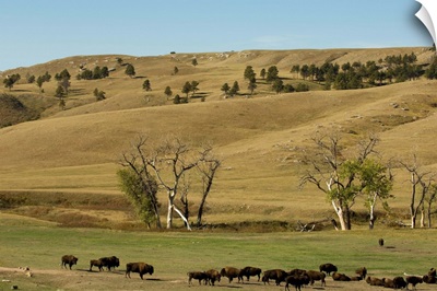 Bison herd, Custer State Park, Black Hills, South Dakota