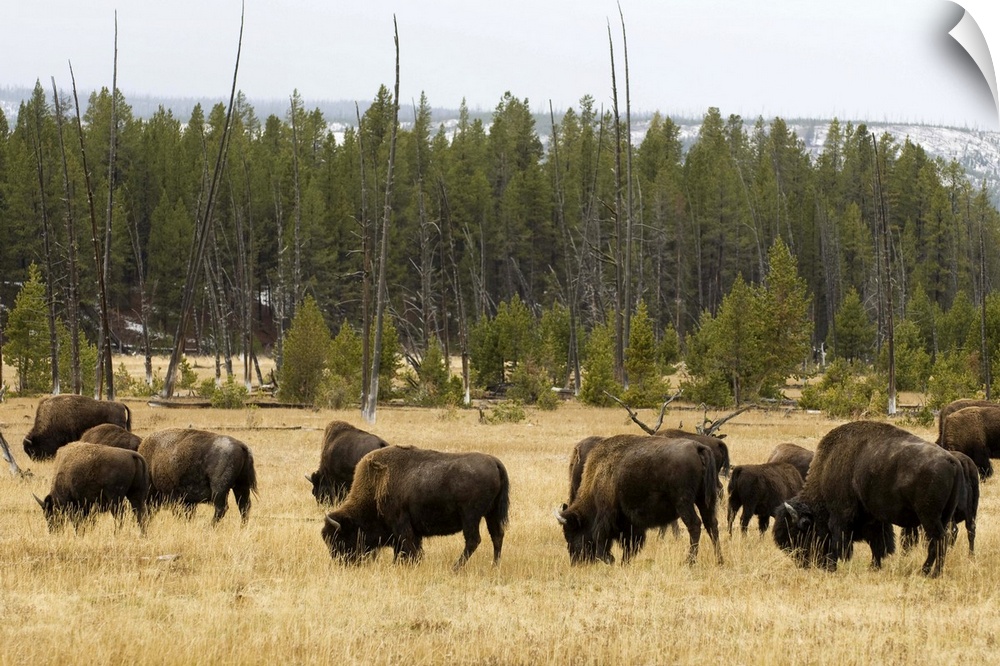 Bison herd, Yellowstone National Park, Wyoming