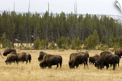 Bison herd, Yellowstone National Park, Wyoming