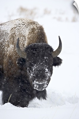 Bison in a snowstorm, Yellowstone National Park, Wyoming