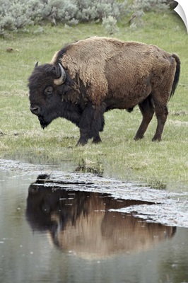 Bison reflected in a pond, Yellowstone National Park, Wyoming