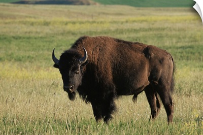 Bison, Theodore Roosevelt National Park, North Dakota
