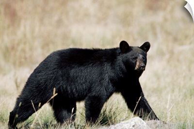 Black bear, outside Glacier National Park, Montana