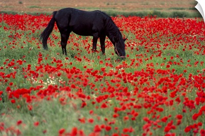 Black horse in a poppy field, Chianti, Tuscany, Italy