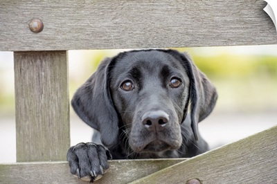 Black Labrador puppy looking through a gate, United Kingdom, Europe