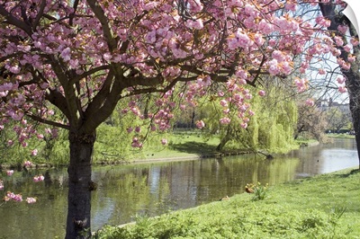 Blossom, Regents Park, London, England