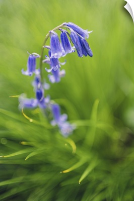 Bluebells In A Bluebell Wood In Oxfordshire, England, UK