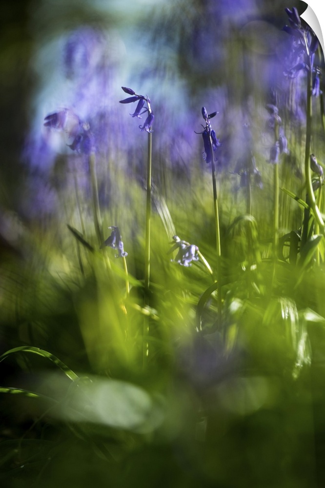 Bluebells in a Bluebell Wood in Oxfordshire, England, United Kingdom, Europe