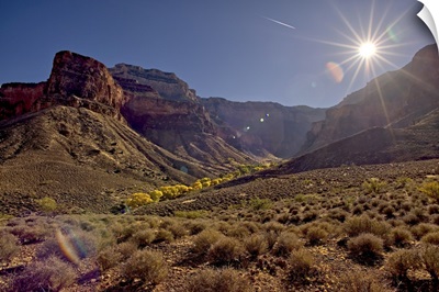 Bright Angel Canyon With Bright Yellow Trees, Grand Canyon National Park, Arizona