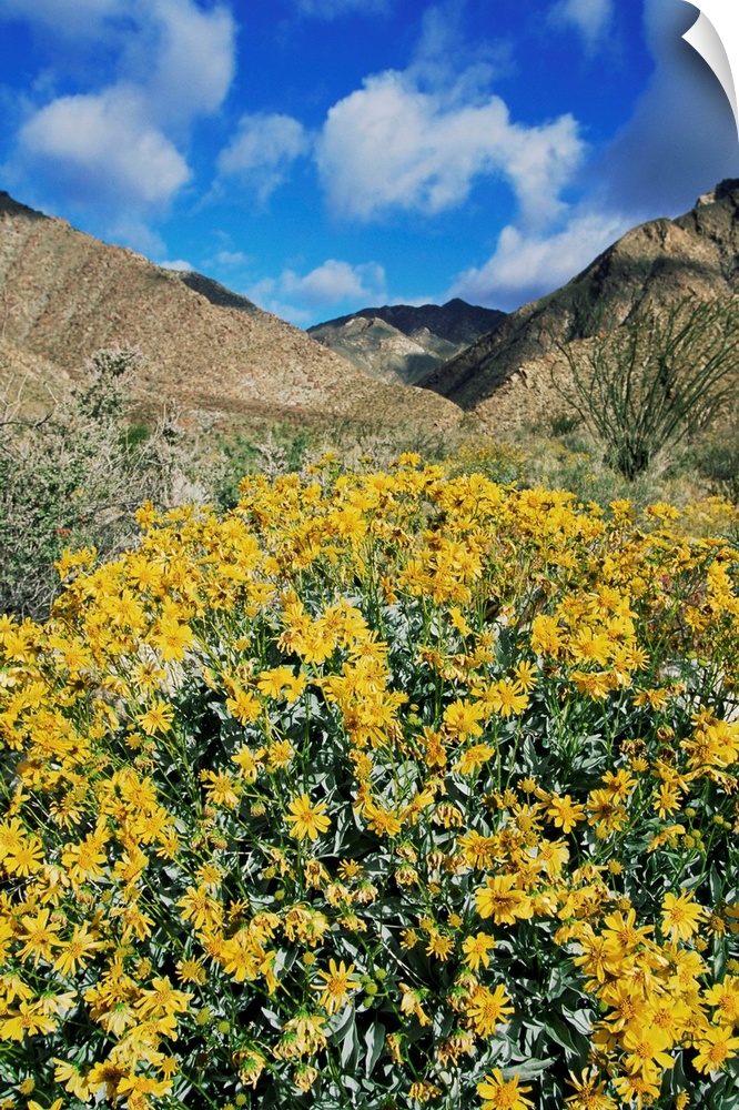 Brittlebushes, Sonoran Desert, Anza-Borrego Desert State Park, California