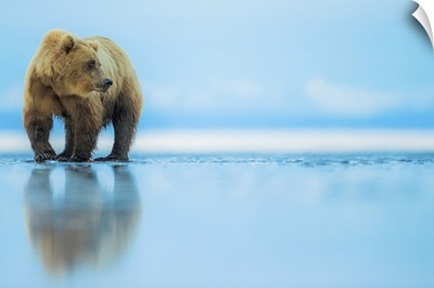 Brown Bear, Lake Clark, Alaska