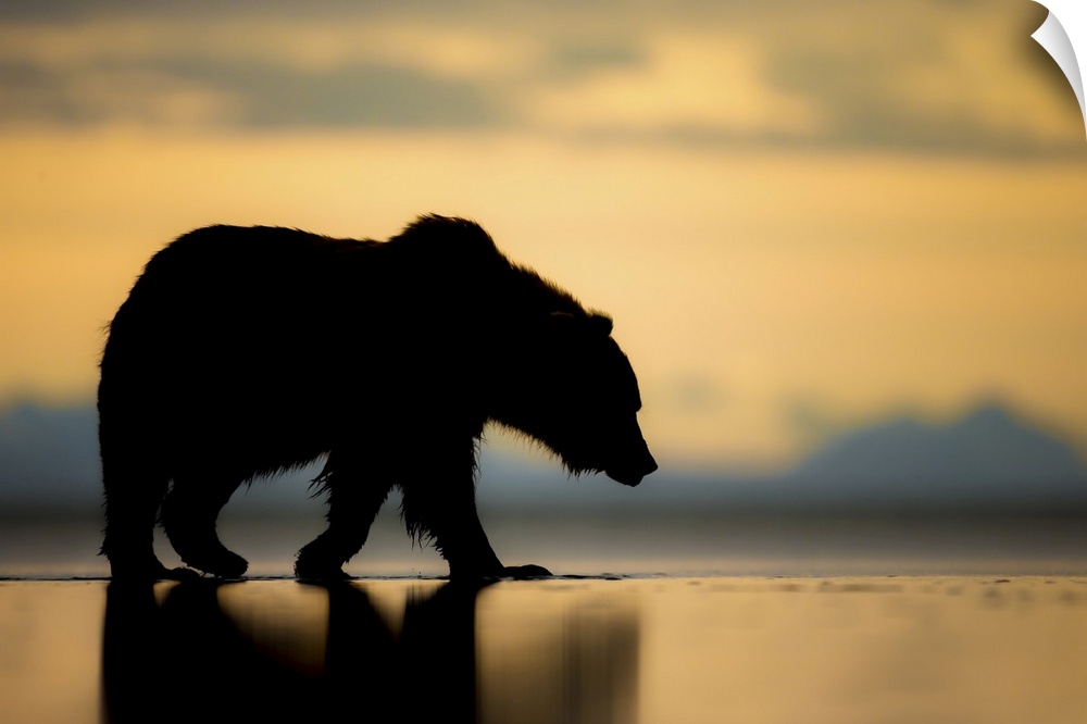 Brown bear (Ursus arctos), Lake Clark, Alaska, United States of America, North America