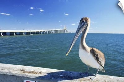 Brown pelican in front of Sunshine Skyway Bridge, Tampa Bay, Florida, USA