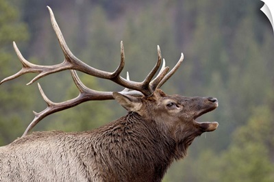 Bull Elk Bugling, Jasper National Park, Alberta, Canada