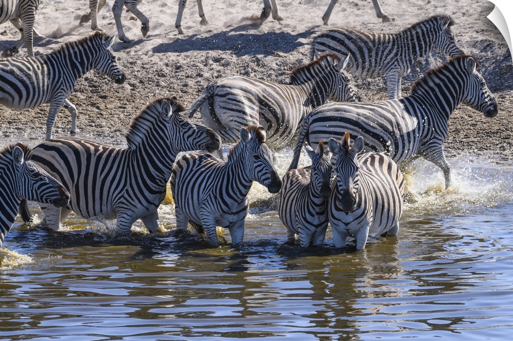 Burchell's zebra (Equus quagga burchellii) drinking in the Boteti River, Makgadikgadi Pans National Park, Kalahari, Botswa...