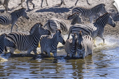Burchell's Zebra Drinking In Boteti River, Makgadikgadi Pans, Kalahari, Botswana, Africa