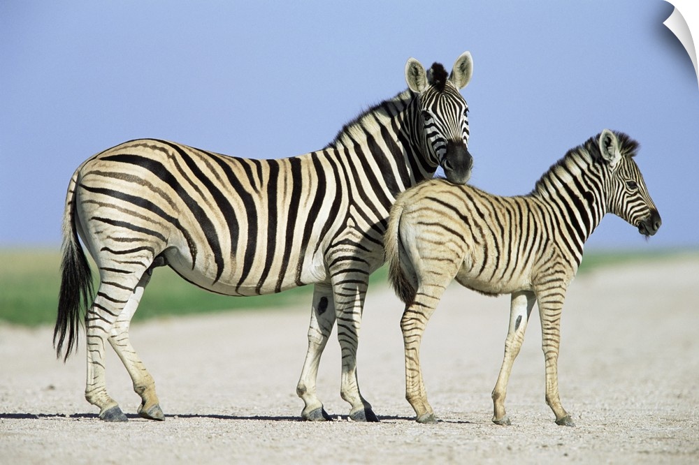 Burchell's (Plains) zebra, with foal, Equus burchelli, Etosha National park, Namibia, Africa