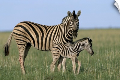 Burchell's zebra with newborn foal, Etosha National Park, Namibia, Africa