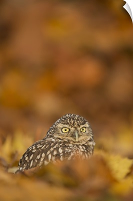 Burrowing owlamong autumn foliage