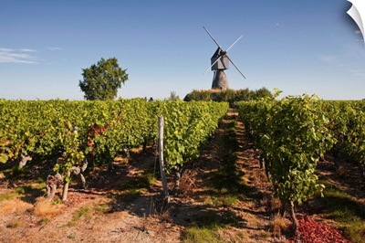 Cabernet Franc grapes growing in a Montsoreau vineyard, Maine-et-Loire, France