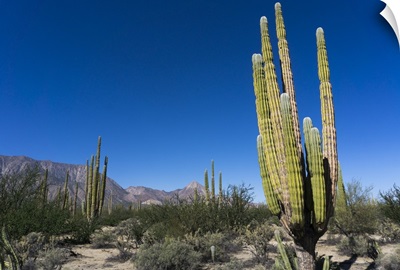 Cacti in dry desert like landscape, Baja California, Mexico