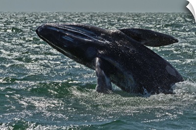 California gray whale calf breaching, San Ignacio Lagoon, Baja California Sur, Mexico
