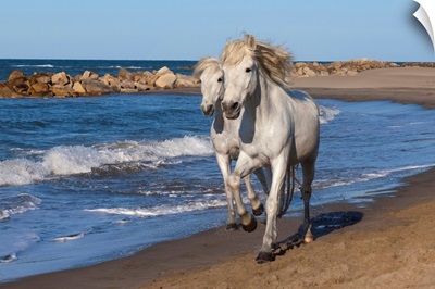 Camargue horses running on the beach, Provence, France