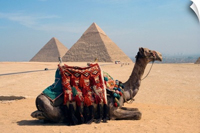 Camel in front of the pyramids at Giza, near Cairo, Egypt, North Africa, Africa