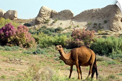 Camels, Ancient Merv, Mary, Turkmenistan, Central Asia, Asia