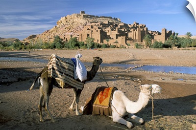 Camels by riverbank with Kasbah Ait Benhaddou, in background, Morocco, Africa