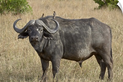 Cape buffalo or African buffalo Masai Mara National Reserve, Kenya