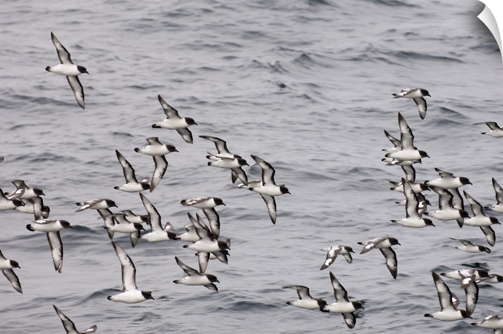 Cape petrels, Antarctica