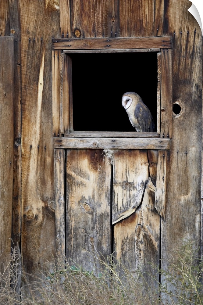 Captive barn owl (Tyto alba) in barn window, Boulder County, Colorado, United States of America, North America