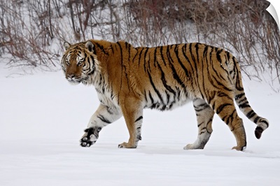 Captive Siberian Tiger In The Snow, Near Bozeman, Montana