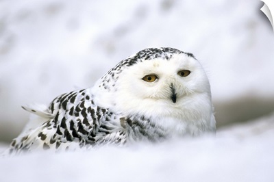 Captive snowy owl