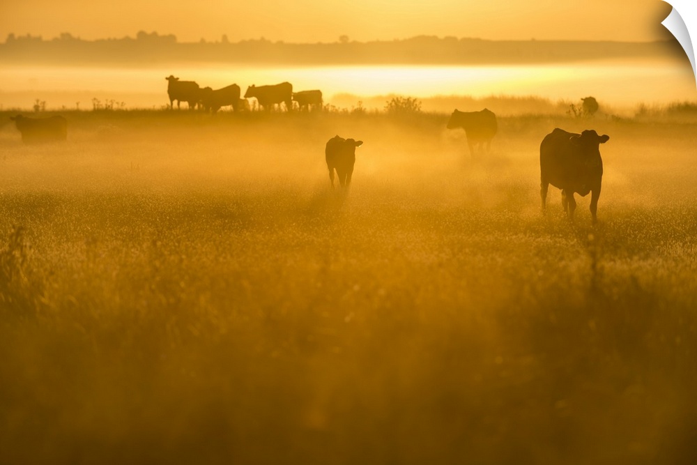 Cattle on grazing marsh at sunrise, Elmley Marshes National Nature Reserve, North Kent Marshes, Isle of Sheppey, Kent, Eng...