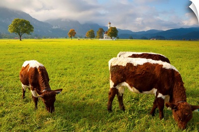 Cattle grazing with Saint Koloman Church in the background, Bavaria, Germany