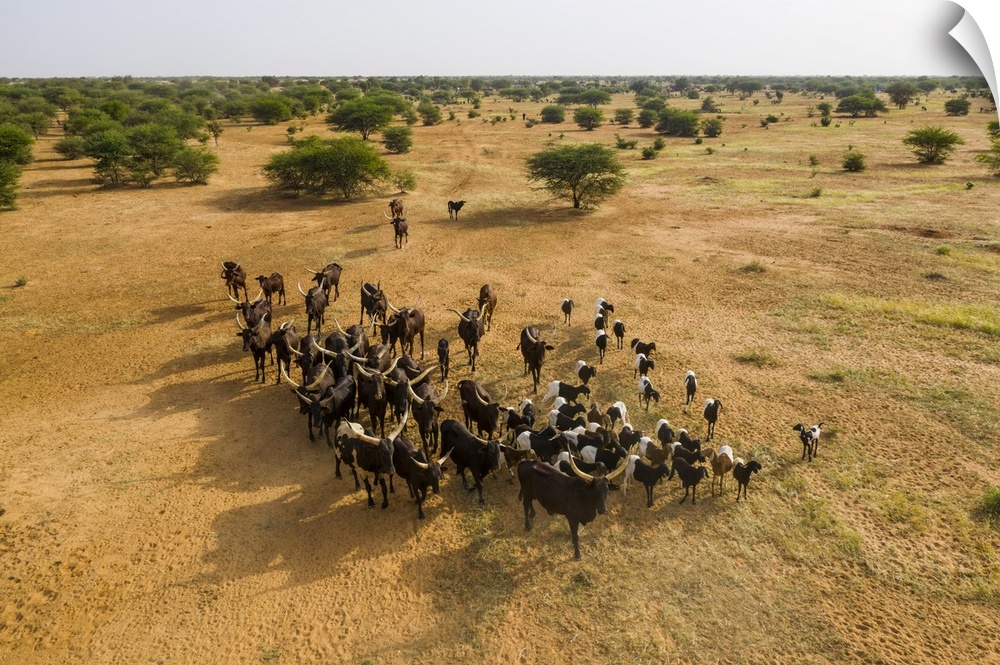 Aerial of cattle moving to a waterhole, Gerewol festival, courtship ritual competition among the Wodaabe Fula people, Nige...