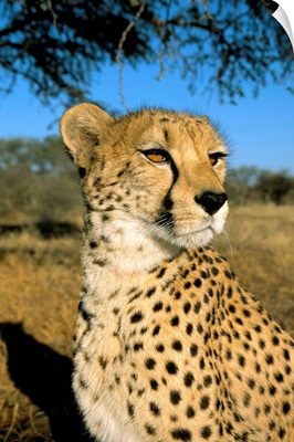 Cheetah (Acinonyx jubatus) in captivity, Namibia, Africa