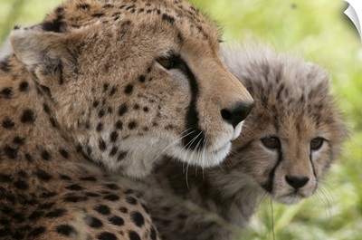 Cheetah and cub, Masai Mara National Reserve, Kenya, Africa