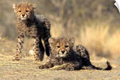 Cheetah cubs, Duesternbrook Private Game Reserve, Windhoek, Namibia, Africa
