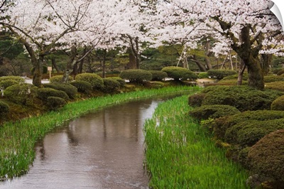 Cherry blossom in Kenrokuen Garden, Kanazawa, Honshu Island, Japan