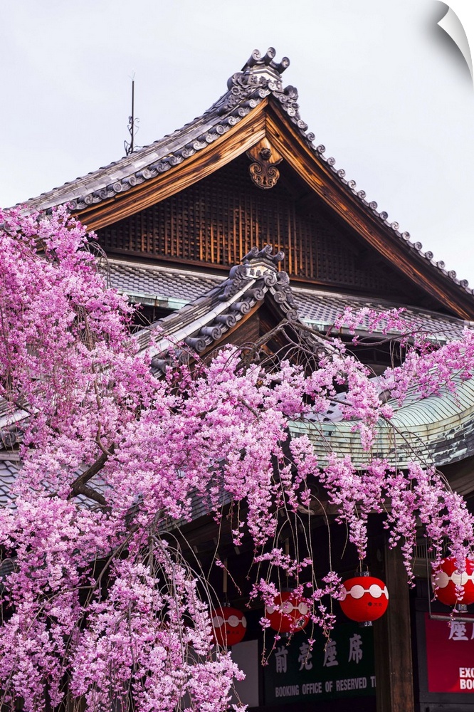 Cherry blossom tree in the Geisha quarter of Gion, Kyoto, Japan, Asia.