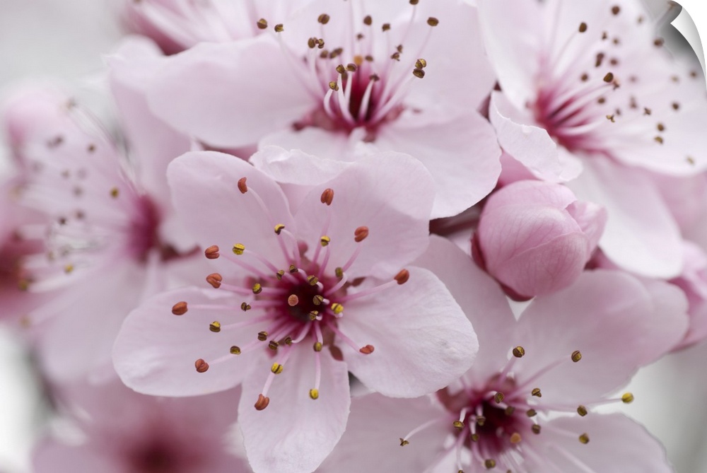 Cherry Plum blossom, Cultivated, Canberra, Australian Capital Territory, Australia